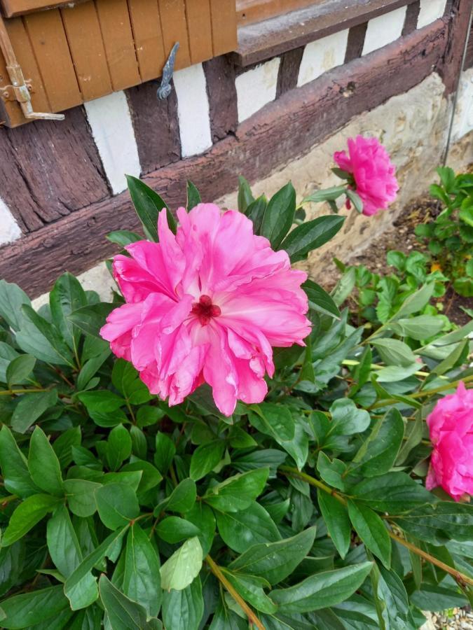 La Maison Aux Pivoines Theuville-aux-Maillots Luaran gambar